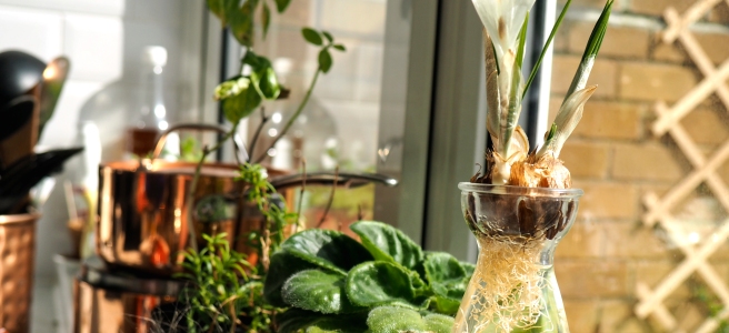 Crocus in glass vase, Urban Jungle Bloggers