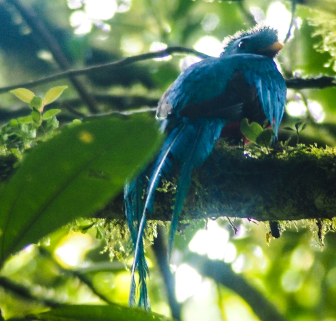 Resplendant Quetzal in Monteverde Cloud Forest, Costa Rica via A Ranson Note